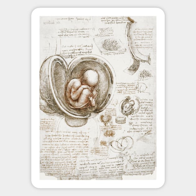 Studies of the Fetus in the Womb - Leonardo da Vinci Sticker by opptop